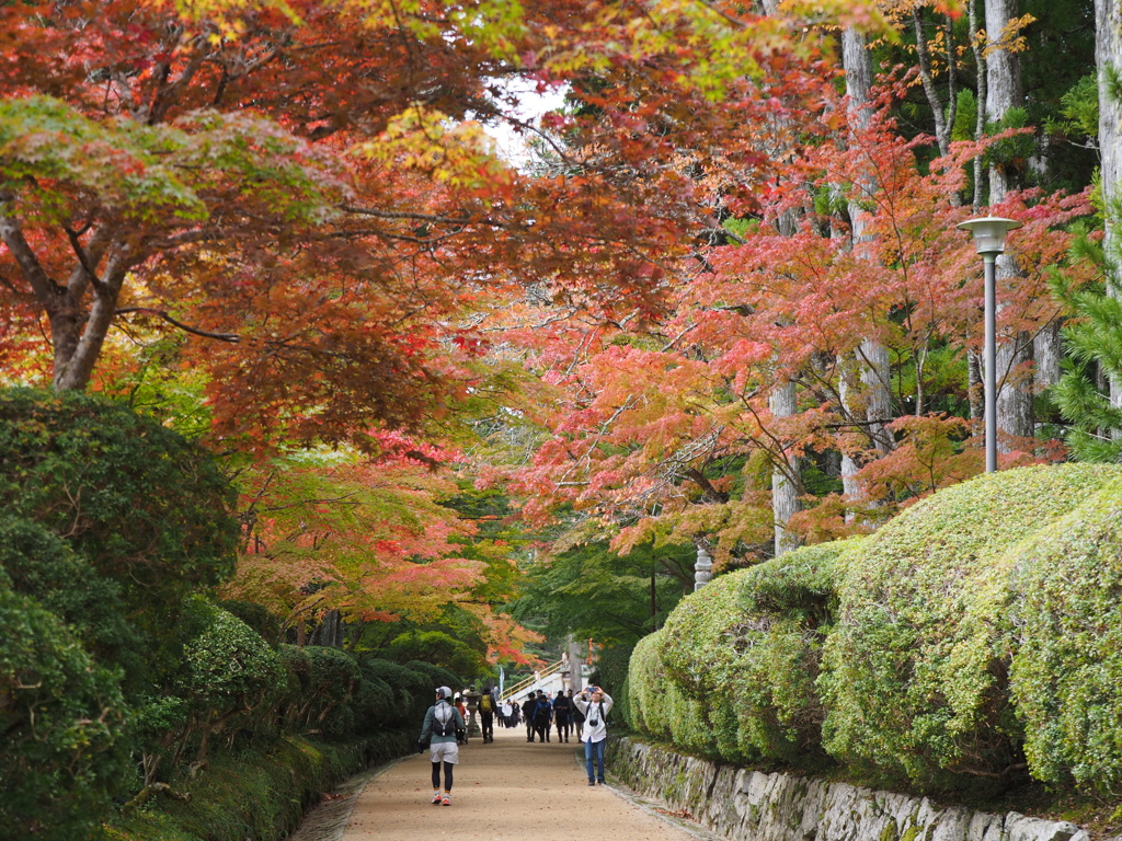 高野山紅葉・蛇腹道