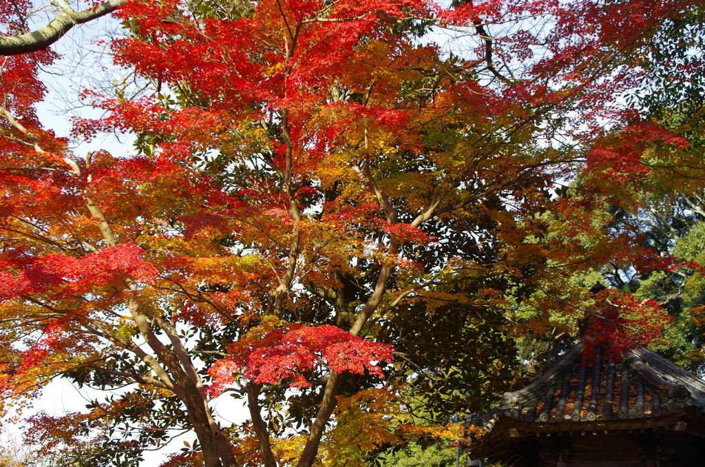 當麻寺紅葉3