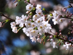 ソメイヨシノ開花