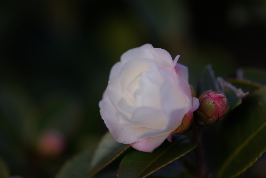 山茶花の咲くころ