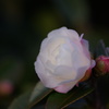 山茶花の咲くころ