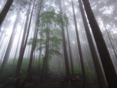 霧立ち込める登山道