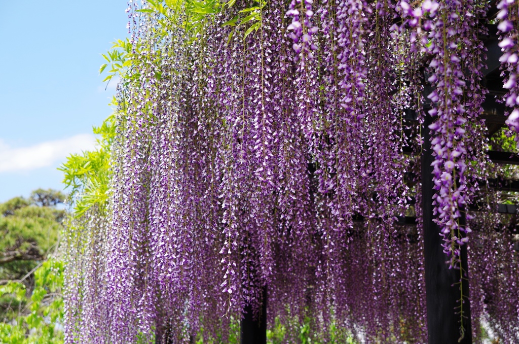 葛井寺の藤4