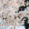 桜 春いろ