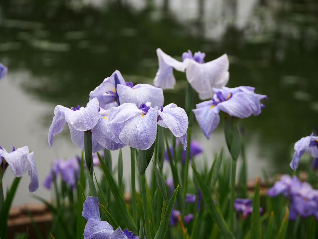 菖蒲5