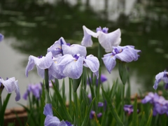 菖蒲5
