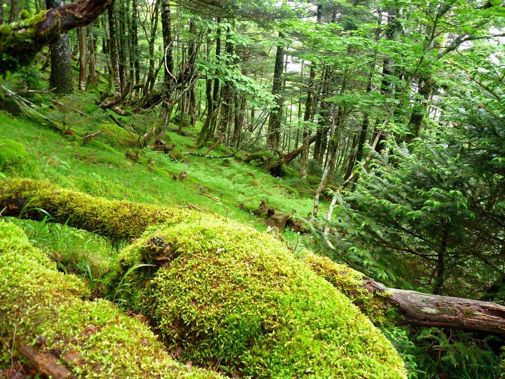 大峰の森