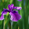 菖蒲2