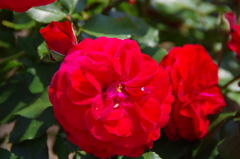 薔薇いろいろ5