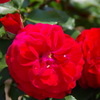 薔薇いろいろ5