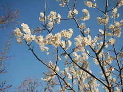 桜咲く#2