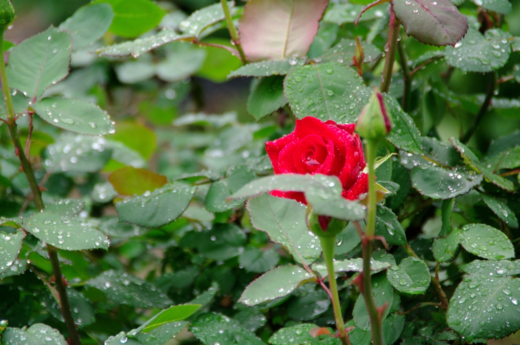 雨の日の薔薇