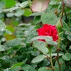 雨の日の薔薇