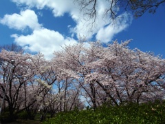春空と桜