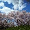 春空と桜