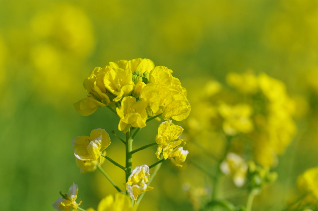 菜の花