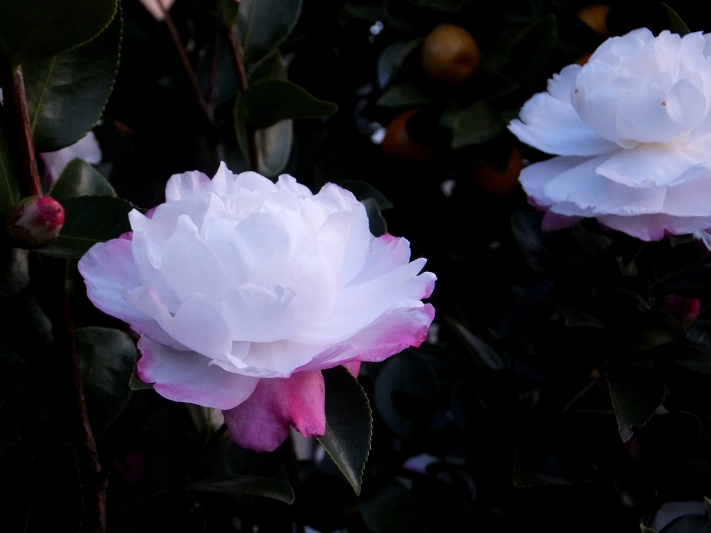 山茶花