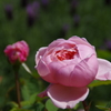 薔薇いろいろ1