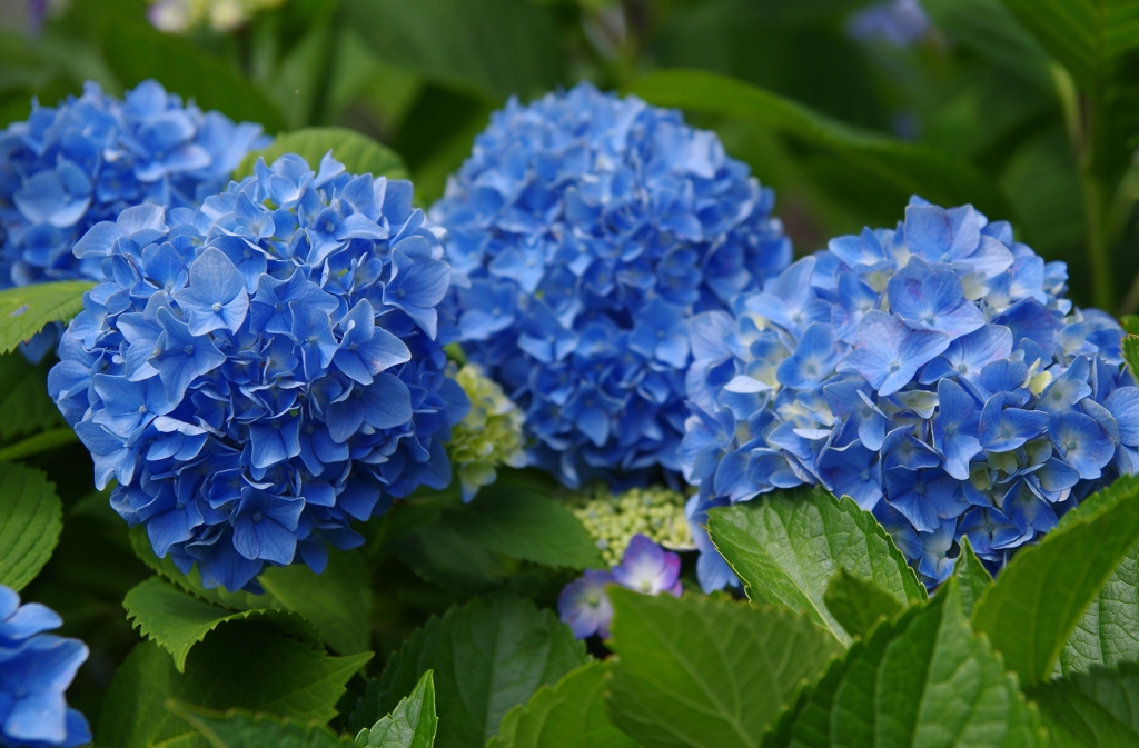 紫陽花～青～