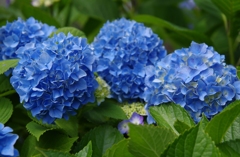 紫陽花～青～
