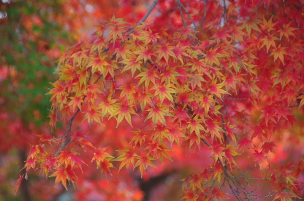 紅葉グラデーション