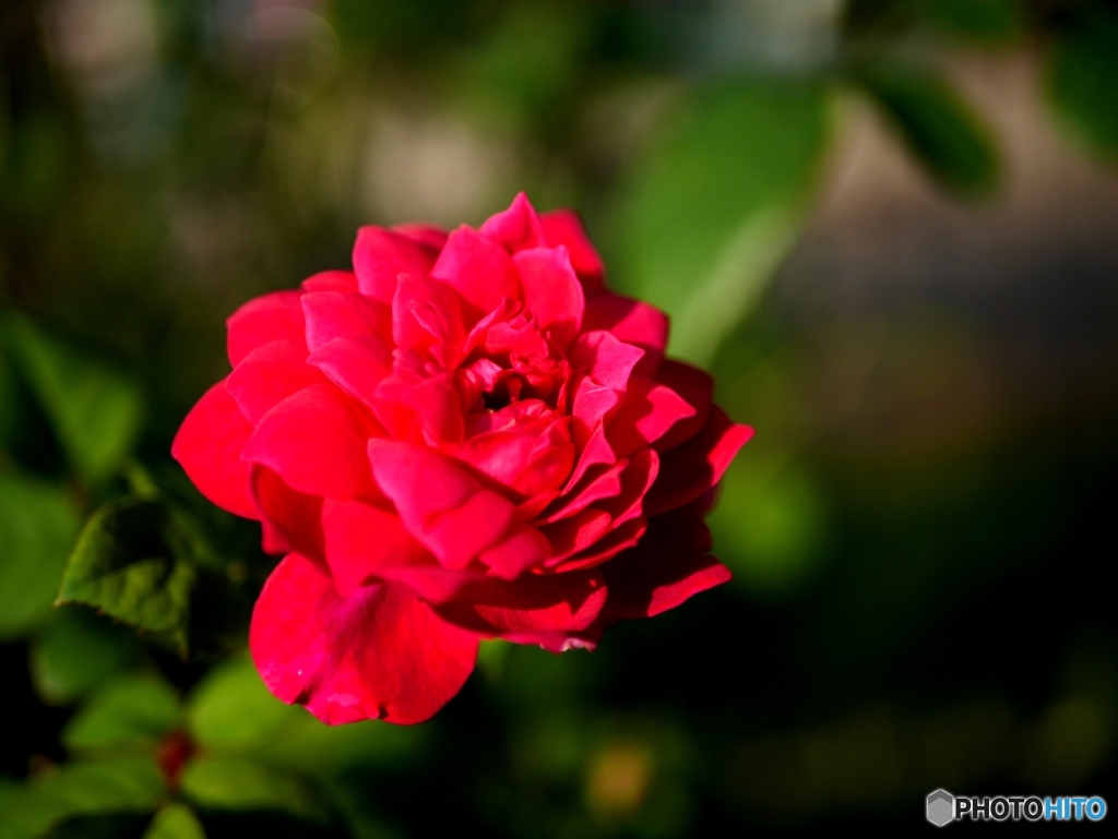 薔薇3