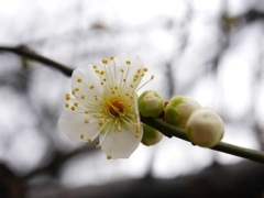 白梅3