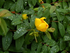 雨のなかひっそり