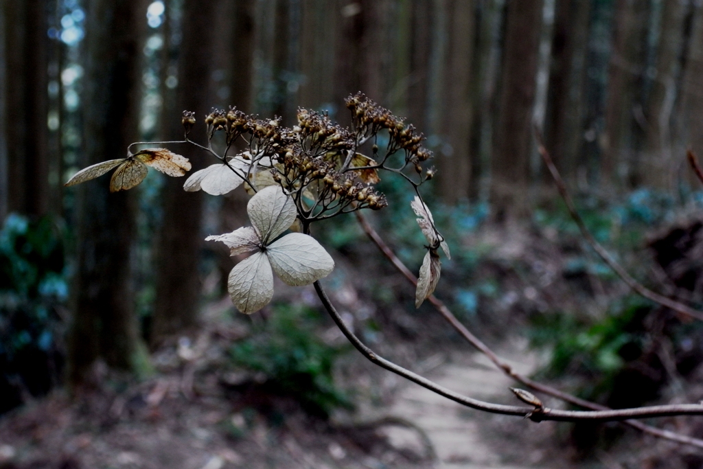 山紫陽花