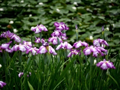 菖蒲2