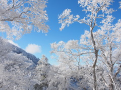 霧氷Ⅱ