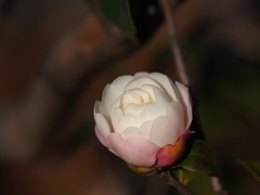 蕾