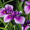 菖蒲4