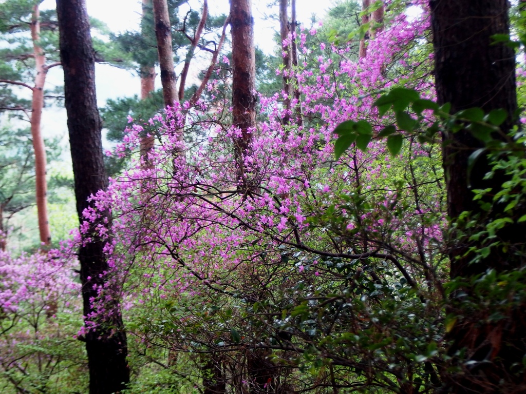 里山の春