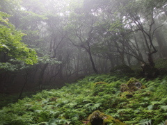 雨に煙る森