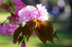 八重桜