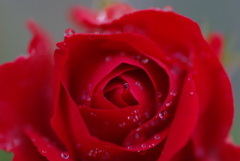 薔薇Ⅱ
