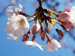 桜　咲き始め