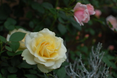 黄色い薔薇