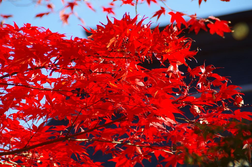 紅に染まる