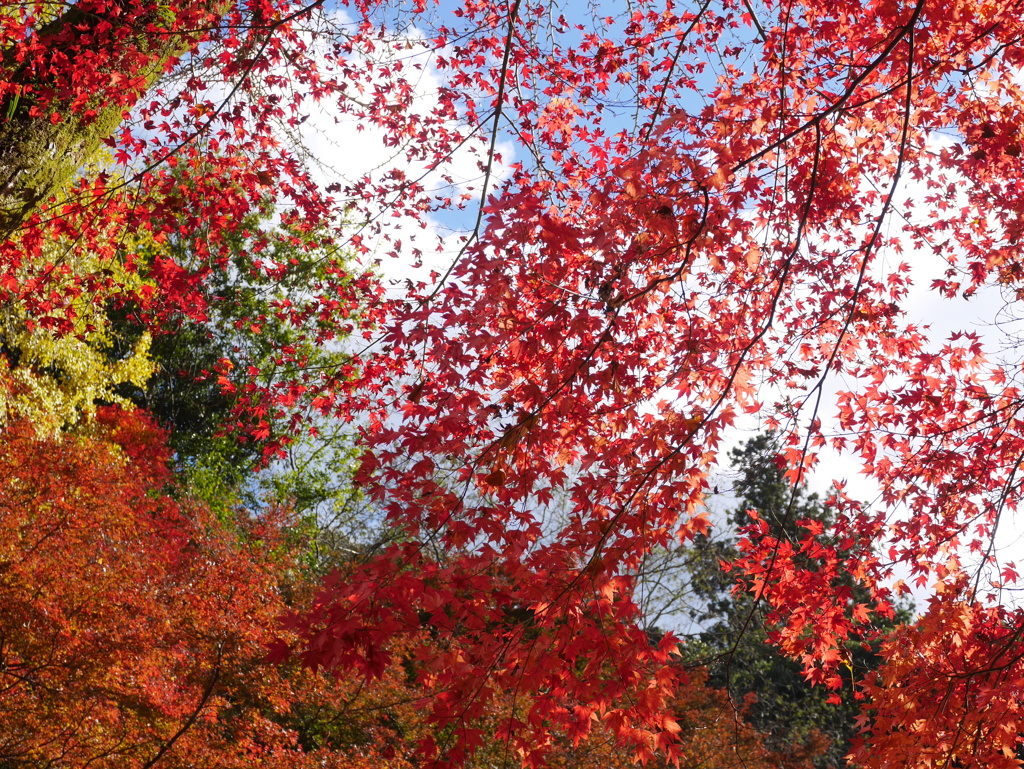 紅葉と青空