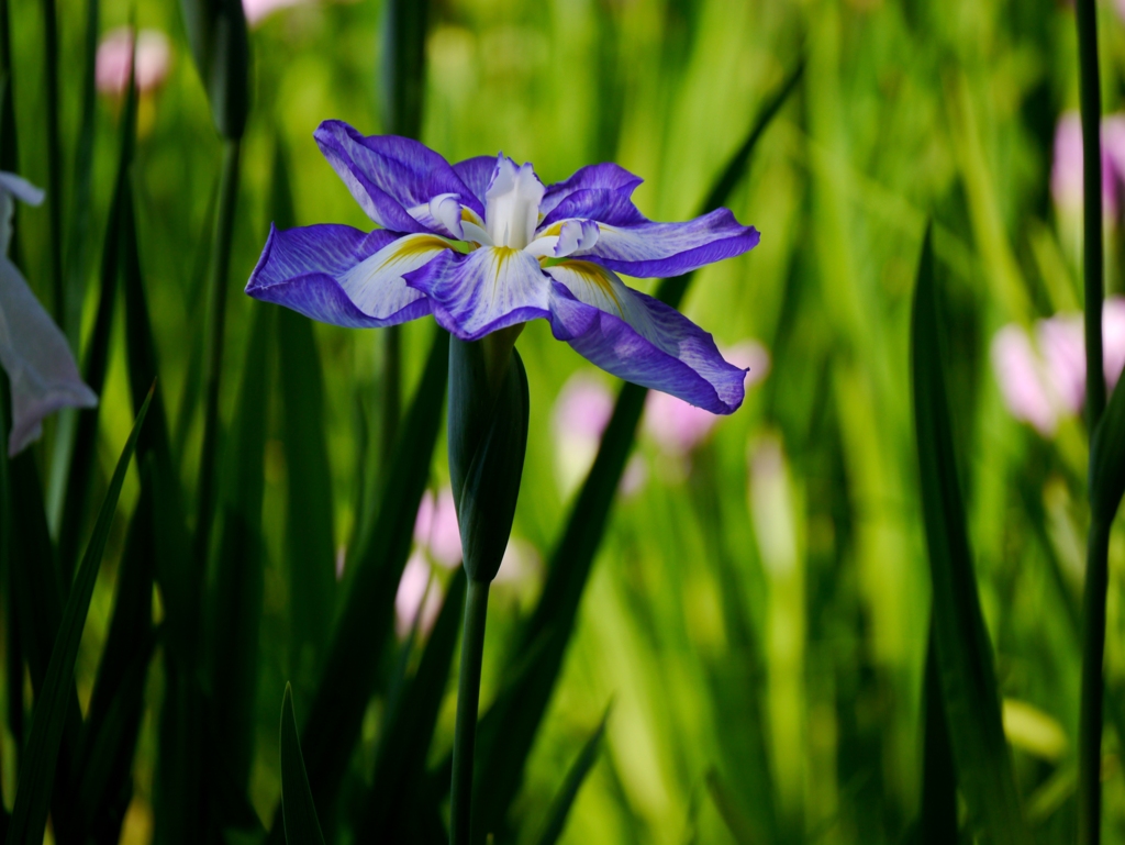 菖蒲