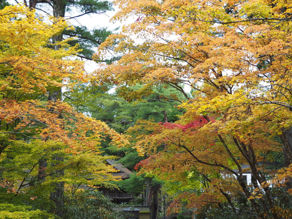 高野山紅葉・霊宝館