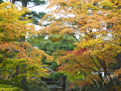高野山紅葉・霊宝館