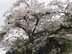 山桜1