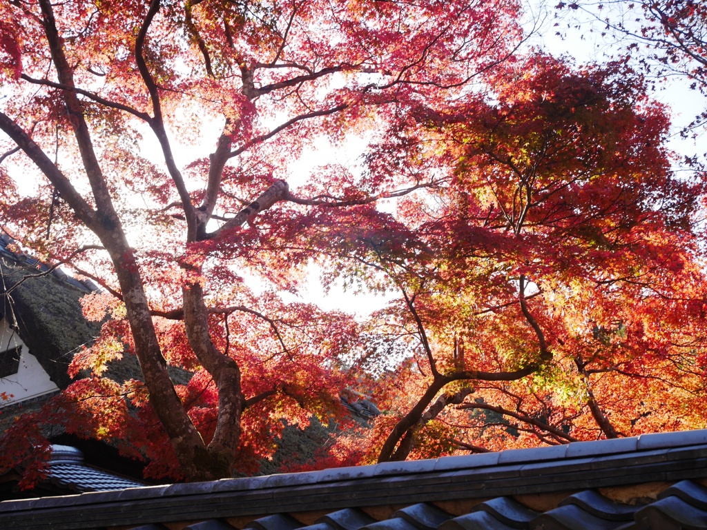天野山金剛寺3