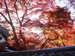 天野山金剛寺3