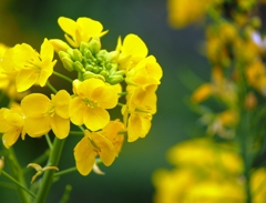 菜の花