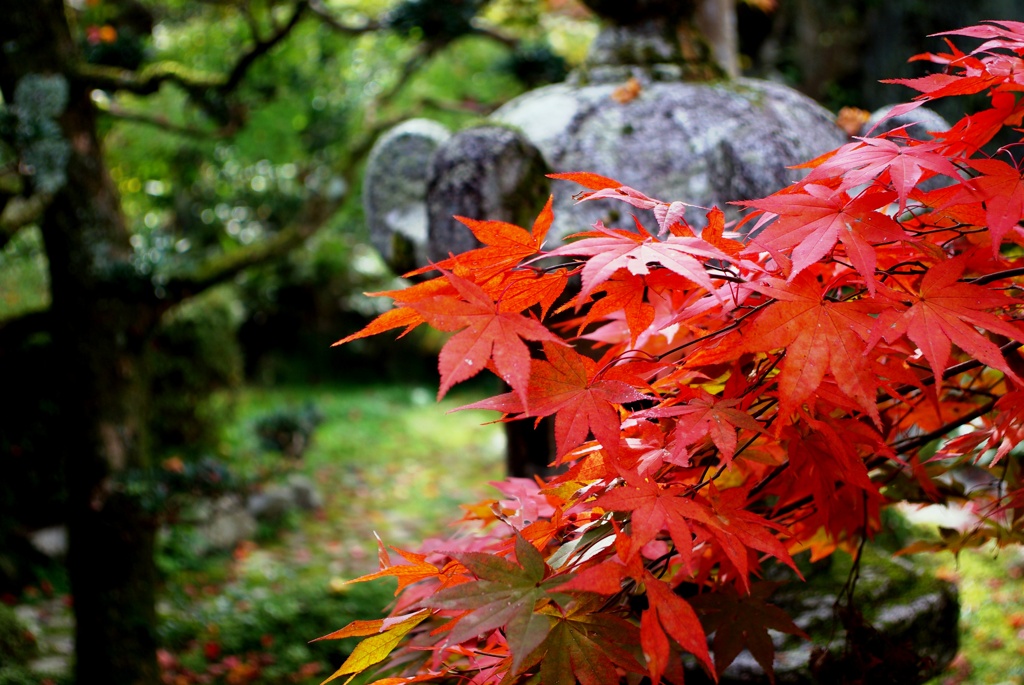 紅葉