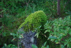 苔むす石
